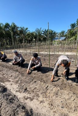 Mendukung Program Nasional Ketahanan Pangan, Polsek Bukit Kapur Melaksanakan Kegiatan Penanaman Jagung Pipil