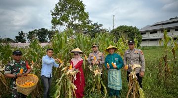 Wujudkan Swasembada Pangan, Polsek Bukit Kapur Panen Raya Jagung 