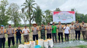 Sukseskan Program Asta Cita Presiden RI, Kapolres Palas Ikuti Zoom Meeting Panen Raya Jagung Serentak Kuartal III di Desa Siali-ali