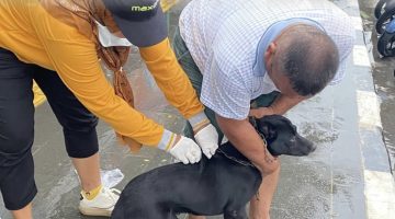 Pemko Dumai Vaksinasi 263 Ekor Hewan Peliharaan