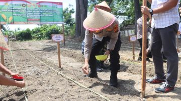 Polres Dumai Perkuat Ketahanan Pangan Riau: Ribuan Bibit Jagung Ditanam Serentak, Sekaligus Meresmikan Gudang Pangan untuk Swasembada 2025