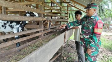 Babinsa Koramil 04/Rupat Melakukan Pemantauan PMK Hewan