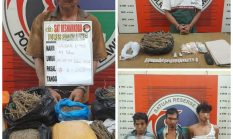Tim Opsnal Satresnarkoba Polres Padang Lawas Kembali Ringkus Bandar, Pengedar dan Pemakai Narkoba Jenis Ganja