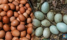 Telur Ayam vs Telur Bebek, Mana Paling Sehat untuk Dikonsumsi?
