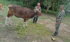 Babinsa Koramil 04/Rupat Laksanakan Pemantauan PMK Hewan di Desa Hutan Panjang Terkul