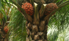 Pelaku Pencurian Buah Sawit di Kelurahan Sungai Geniot Berhasil Diamankan Polsek Sungai Sembilan